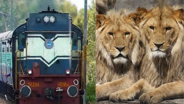 Train Halted For One Hour After Hitting Lions In Gujarat Viral News: రైల్వే ట్రాక్‌పైకి వచ్చిన సింహాలను ఢీకొట్టిన ట్రైన్, తీవ్ర గాయాలతో విలవిల