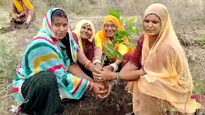 Jodhpur News: राजस्थान के जोधपुर जिले के भावी गांव में पर्यावरण को लेकर एक मुहिम के तहत पौधारोपण का कार्यक्रम आयोजित किया गया. इस कार्यक्रम में जुटी महिलाओं ने दिन भर में 200 पौधे लगाए.