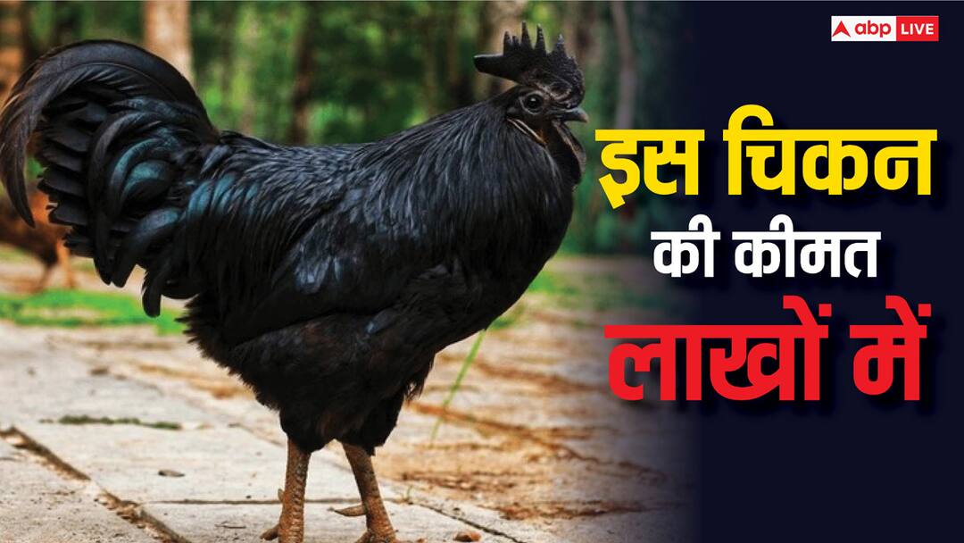 इस चिकन को खरीदने में लग जाएगी सालभर की सेविंग्स, कीमत जान उड़ जाएंगे होश ayam cemani chicken worth more than 2 lakhs per kilo gram world most expensive chicken इस चिकन को खरीदने में लग जाएगी सालभर की सेविंग्स, कीमत जान उड़ जाएंगे होश