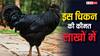 इस चिकन को खरीदने में लग जाएगी सालभर की सेविंग्स, कीमत जान उड़ जाएंगे होश