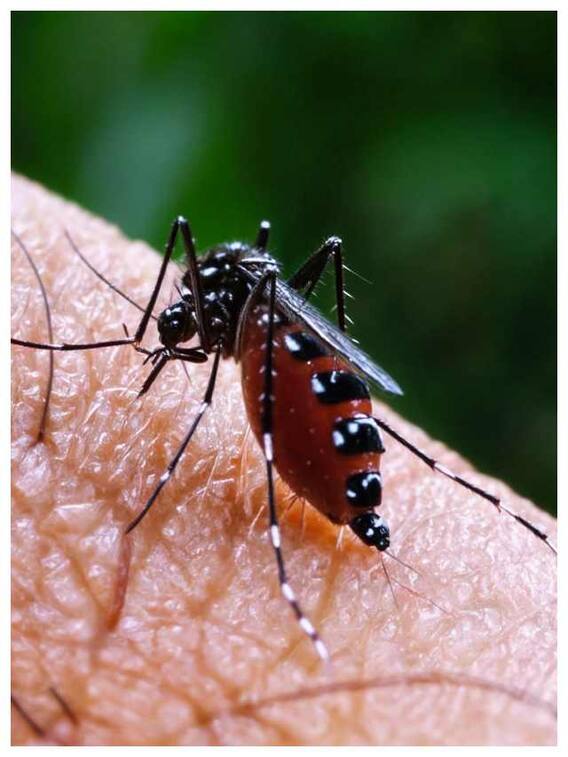 भारत में डेंगू से कितने लोग मरते हैं