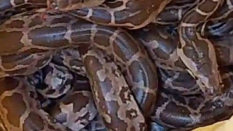 Basti 26 baby pythons a single house JCB rescue Landlord stunned to see the scene ANN बस्ती में एक ही घर से निकला अजगर के बच्चों का जखीरा, नजारा देख मकान मालिक हुआ दंग