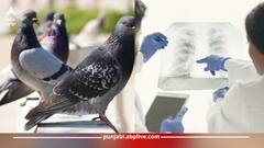 Health News: ਕਬੂਤਰਾਂ ਤੋਂ ਹੋ ਰਹੀ ਫੇਫੜਿਆਂ ਸੰਬੰਧੀ ਖਤਰਨਾਕ ਬਿਮਾਰੀ, ਲੱਛਣ ਪਛਾਣ ਕੇ ਇੰਝ ਕਰੋ ਬਚਾਅ