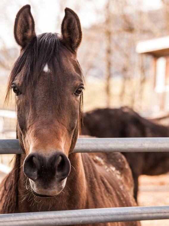 किस किस्म का घोड़ा होता है सबसे महंगा?
