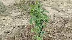 Rajasthan: 'बरस बरस मारा इंदर राजा', जोधपुर में मंगल गीत गाते हुए महिलाओं ने लगाए पौधे