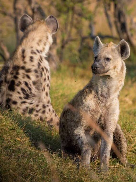 किन जानवरों से आती है बदबू?