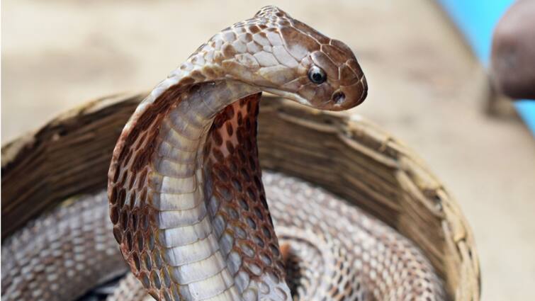 Andhra Pradesh: Intoxicated Man 'Plays' With Cobra, Hospitalised After Getting Bitten Andhra Pradesh: Intoxicated Man 'Plays' With Cobra, Hospitalised After Getting Bitten