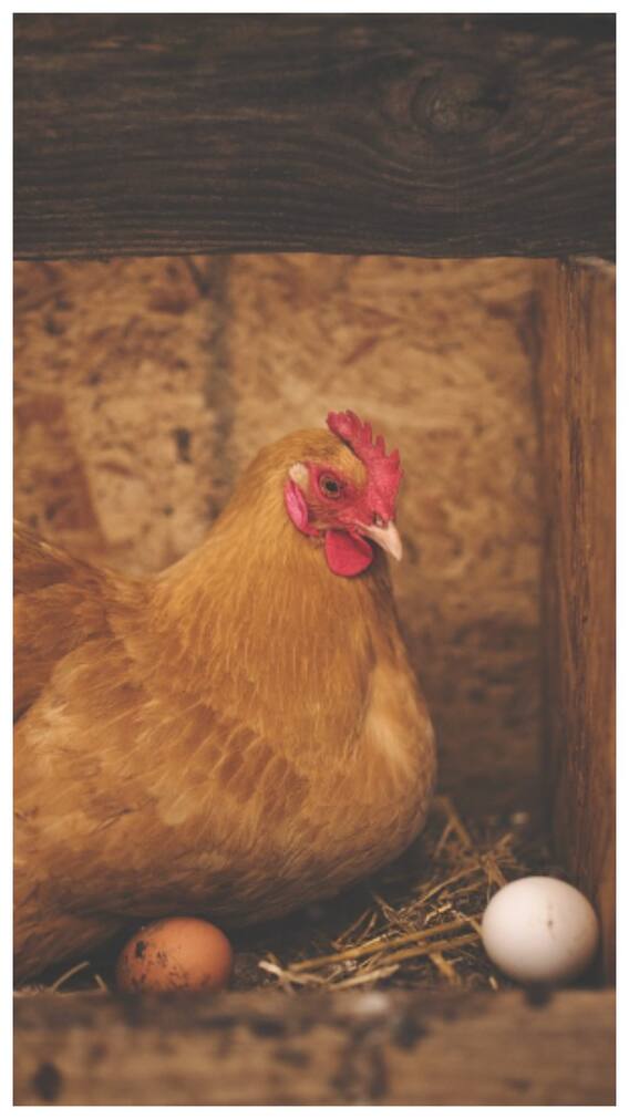 अंडे कौन से मौसम में खाने चाहिए?