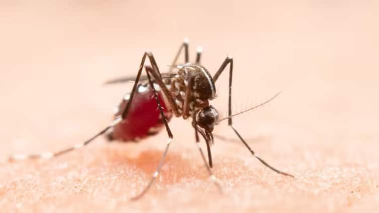 Nashik Dengue Update Even after Guardian Minister Dada Bhuse s meeting dengue situation in Nashik remains the same Maharashtra Marathi News Nashik Dengue Update : पालकमंत्री दादा भुसेंच्या बैठकीनंतरही नाशकात डेंग्यूची परिस्थिती जैसे थे, चाचण्या रखडल्या