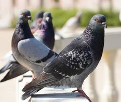 Health News: ਕਬੂਤਰਾਂ ਤੋਂ ਹੋ ਰਹੀ ਫੇਫੜਿਆਂ ਸੰਬੰਧੀ ਖਤਰਨਾਕ ਬਿਮਾਰੀ, ਲੱਛਣ ਪਛਾਣ ਕੇ ਇੰਝ ਕਰੋ ਬਚਾਅ