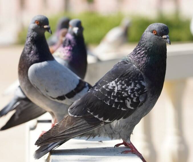 ਤੁਹਾਨੂੰ ਦੱਸ ਦੇਈਏ ਕਿ ਹਾਈਪਰਸੈਂਸੀਵਿਟੀ ਨਿਮੋਨਾਈਟਿਸ ਇੱਕ ਬਹੁਤ ਹੀ ਖਤਰਨਾਕ ਬਿਮਾਰੀ ਹੈ। ਜੋ, ਜੇਕਰ ਗੰਭੀਰ ਹੋਵੇ, ਤਾਂ ਸਾਹ ਲੈਣ ਵਿੱਚ ਮੁਸ਼ਕਲ, ਖੰਘ, ਘੱਟ ਆਕਸੀਜਨ ਪੱਧਰ ਅਤੇ ਜੋੜਾਂ ਵਿੱਚ ਦਰਦ ਹੋ ਸਕਦਾ ਹੈ।