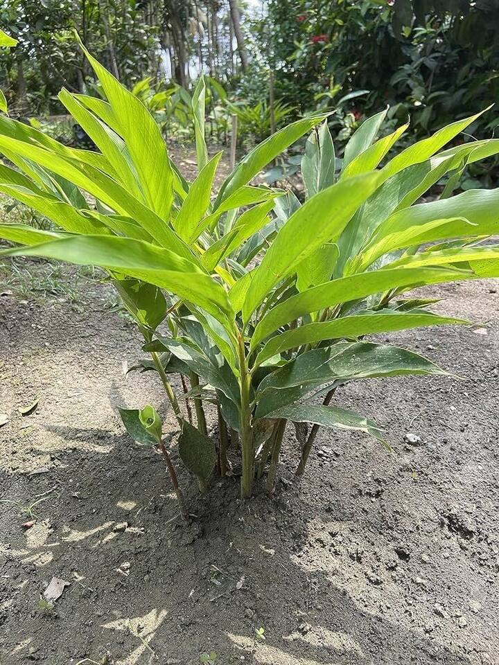 ਹੁਣ ਇਲਾਇਚੀ ਦੇ ਬੀਜਾਂ ਨੂੰ ਘੜੇ ਵਿੱਚ ਭਰੀ ਮਿੱਟੀ ਵਿੱਚ 3 ਇੰਚ ਡੂੰਘਾ ਦਬਾਓ ਅਤੇ ਇਸ ਵਿੱਚ ਇੱਕ ਮਗ ਪਾਣੀ ਪਾਓ। ਧਿਆਨ ਰੱਖੋ ਕਿ ਘੜਾ ਧੁੱਪ ਵਾਲੀ ਜਗ੍ਹਾ 'ਤੇ ਹੋਣਾ ਚਾਹੀਦਾ ਹੈ, ਜਿੱਥੇ ਧੁੱਪ ਚੰਗੀ ਤਰ੍ਹਾਂ ਡਿੱਗਦੀ ਹੈ। ਪਰ ਇਸਨੂੰ ਸਿੱਧੀ ਧੁੱਪ ਵਿੱਚ ਨਾ ਰੱਖੋ। ਇਸ ਤੋਂ ਇਲਾਵਾ ਹਰ ਰੋਜ਼ ਘੱਟੋ-ਘੱਟ ਇੱਕ ਵਾਰ ਪੌਦੇ ਨੂੰ ਪਾਣੀ ਦਿਓ।