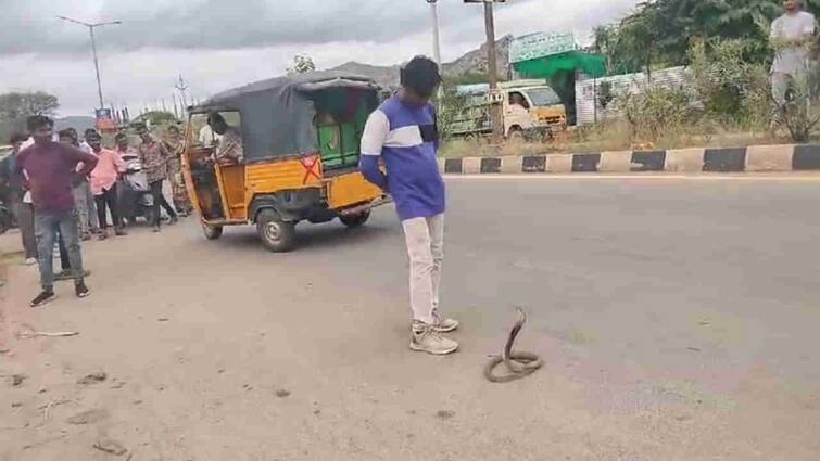 Anantapur news Drunken man plays with Cobra on Kadiri Anantapur highway AP News: పీకలదాకా తాగి నాగు పాముతో యువకుడి సైయ్యాటలు! రోడ్డుపై గంటకు పైగా టెన్షన్!