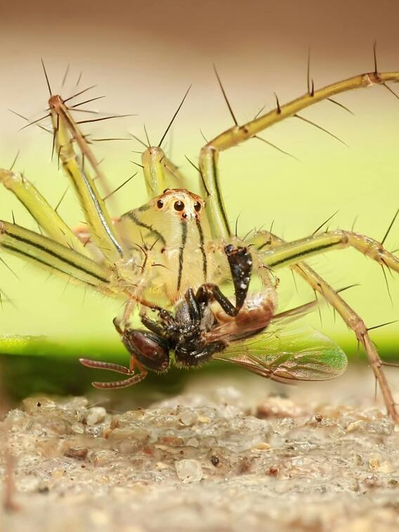 सबसे अजीब दिखती हैं दुनिया की ये मकड़ियां