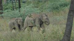 மனித - விலங்கு மோதலை தடுக்க யானைகளுக்கு புதிய வழித்தடம் அமைக்க தமிழக அரசுக்கு பரிந்துரை