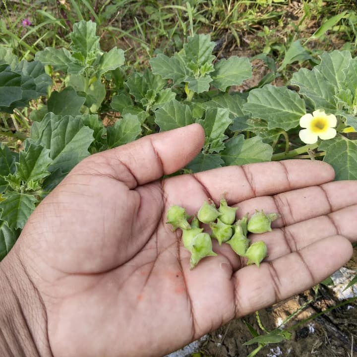 Gokhru Benefits: ਗੋਖਰੂ ਜਾਂ ਭੱਖੜਾ ਇੱਕ ਅਜਿਹੀ ਆਯੁਰਵੈਦਿਕ ਦਵਾਈ ਹੈ, ਜਿਸ ਦੀ ਵਰਤੋਂ ਸਦੀਆਂ ਤੋਂ ਕੀਤੀ ਜਾਂਦੀ ਰਹੀ ਹੈ। ਭੱਖੜਾ ਦੀ ਵਰਤੋਂ ਆਯੁਰਵੈਦ ਦੀ ਦਵਾਈ ਪਿਤ ਦੋਸ਼ ਨੂੰ ਠੀਕ ਕਰਨ ਲਈ ਕੀਤੀ ਜਾਂਦੀ ਹੈ।