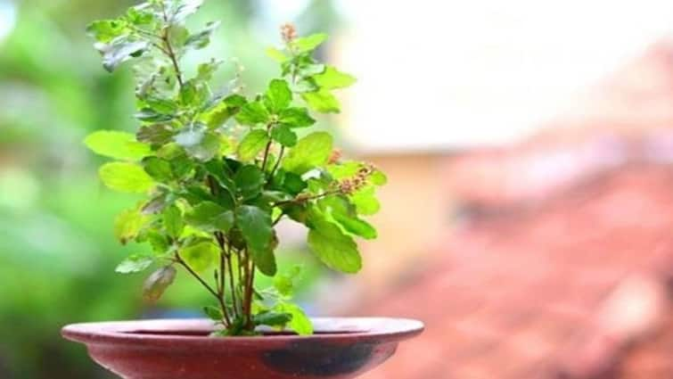 tulsi seeds strengthen immunity many serious health problems are eliminated Health Tips: તુલસીના બીજથી વધે છે રોગપ્રતિકારક શક્તિ, આ રોગ માટે પણ છે ઉપયોગી