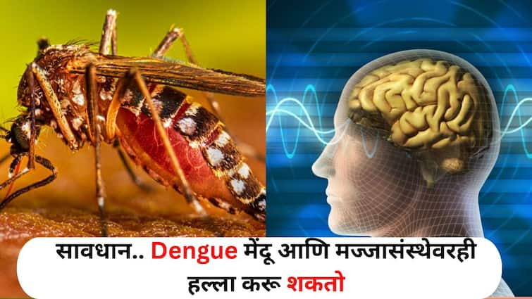 Health lifestyle marathi news Beware Dengue can attack your brain nervous system find out from doctor about the serious consequences Health : मंडळीनो सावधान! Dengue तुमच्या मेंदू अन् मज्जासंस्थेवरही हल्ला करू शकतो, डॉक्टरांकडून जाणून घ्या गंभीर परिणाम