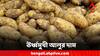 Potato Price Hike: 'জোগান কম আলুর, হস্তক্ষেপ করুন মমতা' আর্জি জানিয়ে মুখ্যমন্ত্রীকে চিঠি নবীন পট্টনায়কের