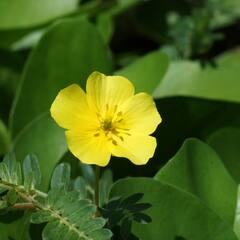 Gokhru Benefits: ਪ੍ਰਾਚੀਨ ਕਾਲ ਤੋਂ ਵਰਤੀ ਜਾਂਦੀ ਇਹ ਚਮਤਕਾਰੀ ਬੂਟੀ ਸਿਹਤ ਲਈ ਵਰਦਾਨ, ਮਰਦਾਂ 'ਚ ਪਾ ਦਿੰਦੀ ਘੋੜੇ ਜਿੰਨੀ ਜਾਨ