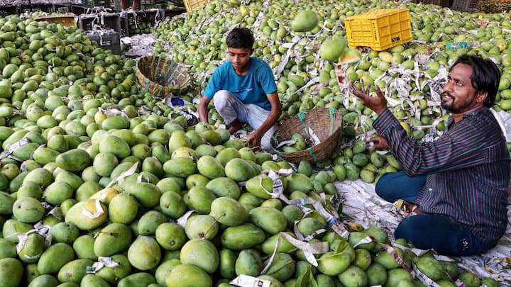 Anwar Ratol Mango: रटौल आम की विदेश में खूब मांग है. पाकिस्तान बताता है कि यह उनके देश का आम है, जबकि यह भारतीय आम की प्रजाति है. रटौल आम का उत्पादन भारत में कम होता जा रहा है.