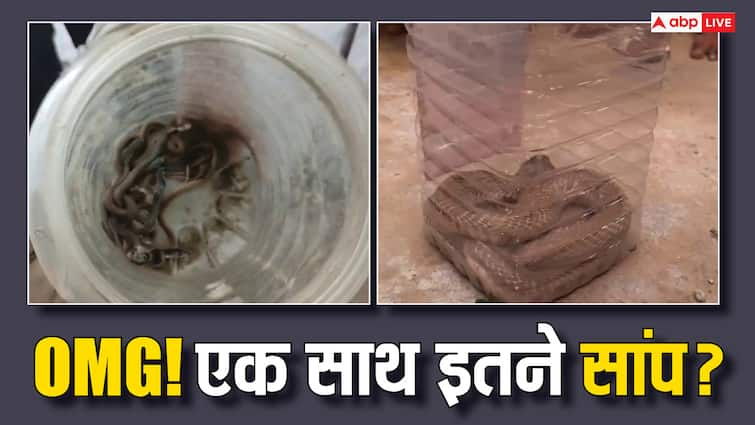 Bihar Supaul Nearly 30 Small and Big Cobra Snakes Found from Home Family Members Shocked ANN Bihar News: सुपौल में एक साथ मिले छोटे-बड़े करीब 30 कोबरा सांप, देखकर दंग रह गए घर वाले