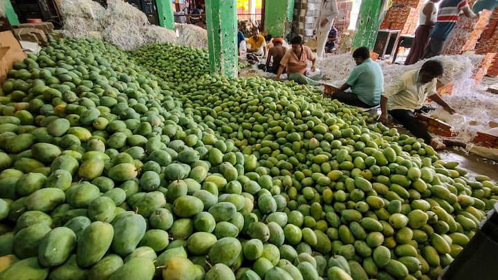 Indian Mango Anwar Ratol is famous as Pakistan Fruit in the World Truth ...