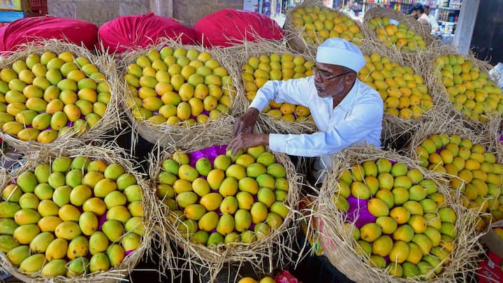 Indian Mango Anwar Ratol is famous as Pakistan Fruit in the World Truth ...