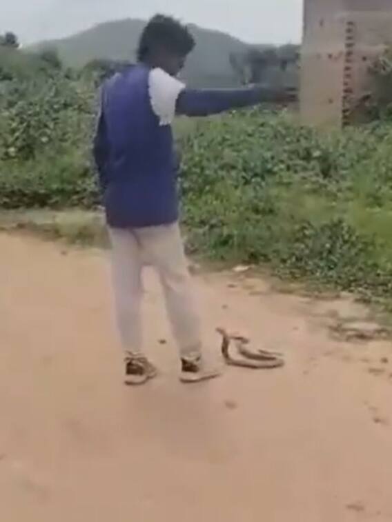 खतरनाक सांप के साथ खेलता दिखा शख्स