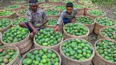 Anwar Ratol Mango: आम के नाम पर पाकिस्तान लूट रहा था झूठी वाहवाही, भारत के गांव ने दुनिया भर में करा दी किरकिरी