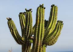 ​​Cactus Cultivation: कैक्टस की खेती से होगा मुनाफा, बड़े काम का है ये पौधा