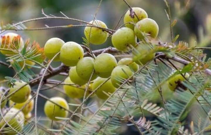 आंवला रक्त शर्करा के स्तर को नियंत्रित करने में मदद कर सकता है। आंवले के सेवन से मधुमेह को नियंत्रित किया जा सकता है।