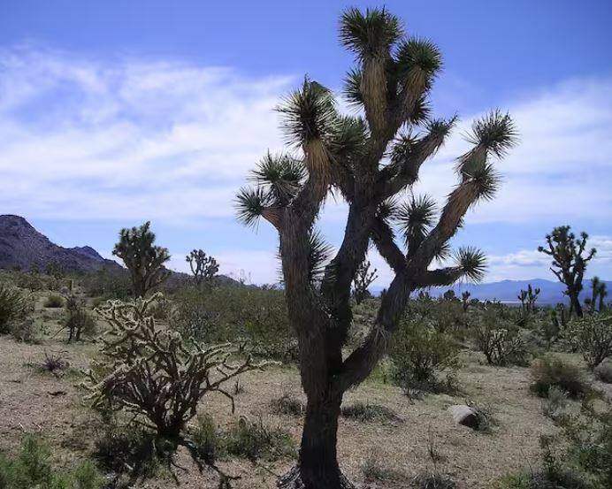 ਕੈਕਟਸ, ਜਿਸ ਨੂੰ ਬੇਕਾਰ ਮੰਨਿਆ ਜਾਂਦਾ ਹੈ, ਕਈ ਉਦੇਸ਼ਾਂ ਲਈ ਵਰਤਿਆ ਜਾਂਦਾ ਹੈ। ਇਸ ਦੀ ਵਰਤੋਂ ਚਮੜਾ ਬਣਾਉਣ ਅਤੇ ਦਵਾਈਆਂ ਵਿੱਚ ਕੀਤੀ ਜਾਂਦੀ ਹੈ।