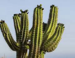 ​​Cactus Cultivation: ਕੈਕਟਸ ਦੀ ਖੇਤੀ ਨਾਲ ਹੋਵੇਗਾ ਚੋਖਾ ਮੁਨਾਫ਼ਾ, ਬਹੁਤ ਕੰਮ ਦਾ ਹੈ ਇਹ ਪੌਦਾ, ਜਾਣੋ ਕਿਵੇਂ ਹੁੰਦੀ ਕਮਾਈ