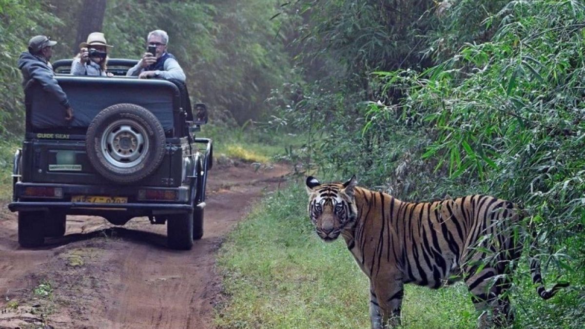 Women Travel : 'स्वतःसाठी सबुरी घे..तुझ्या रंगी रंगुनी घे!' निसर्गप्रेमी महिलांनो सोलो ट्रिपला निघताय? 'ही' Wildlife Destinations ठरतील योग्य