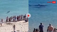 समुद्र तट पर पर्यटकों के बीच आई खतरनाक शार्क, वायरल हो रहा रूह कंपा देने वाला वीडियो