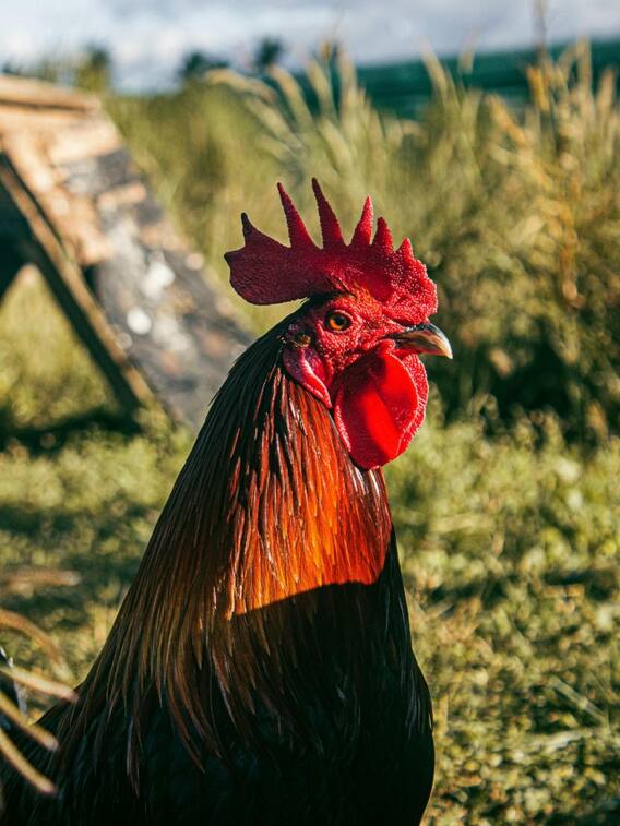 कितने रुपये किलो है लैंबॉर्गिनी चिकन