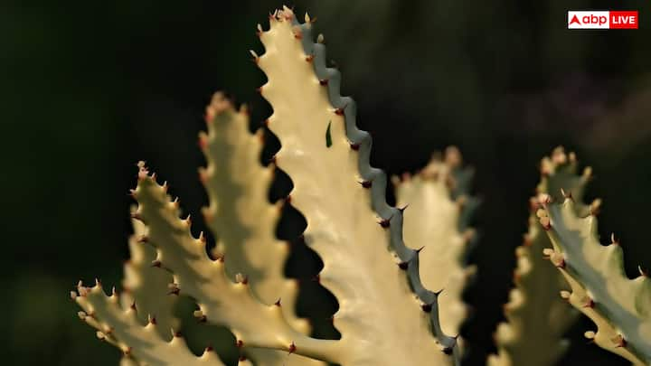 Cactus Cultivation: कैक्टस एक उपयोगी पौधा है जिसका उपयोग चमड़ा बनाने, दवाइयां, सौंदर्य प्रसाधनों और पशुओं को गर्मी से बचाने के लिए किया जाता है.