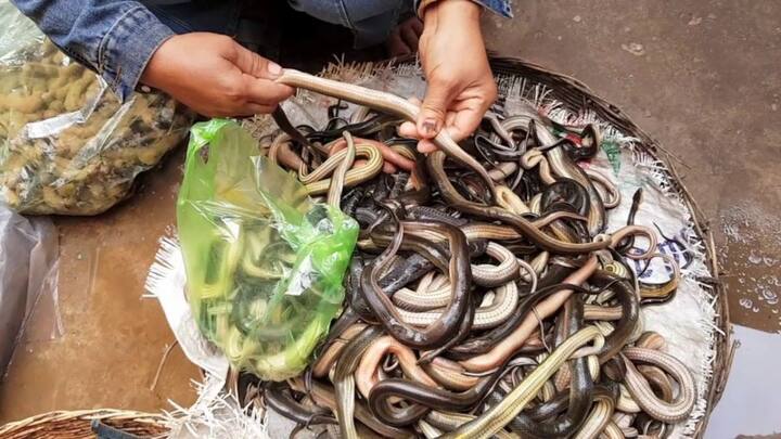 लेकिन दुनिया के और देशों में प्रोटीन के लिए लोग सांप का सेवन कर रहे हैं. और पिछले कुछ अरसे से देखा जाए तो इसकी डिमांड काफी ज्यादा बढ़ गई है.
