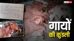 यहां गायों की भी बनाई जाती है कुंडली, नक्षत्र के आधार पर रखे जाते हैं नाम, वजह जानकार हो जाएंगे हैरान