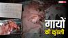 Bihar News: यहां गायों की भी बनाई जाती है कुंडली, नक्षत्र के आधार पर रखे जाते हैं नाम, वजह जानकार हो जाएंगे हैरान