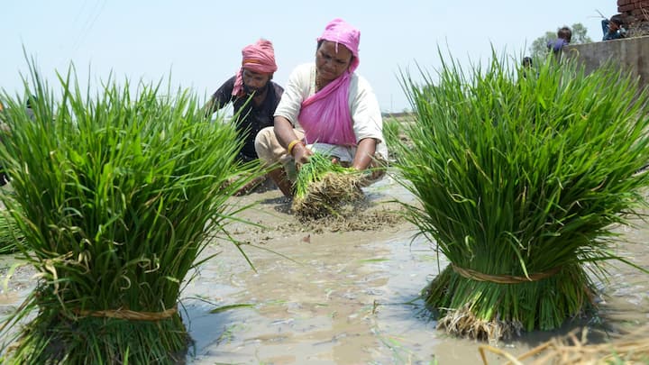 দেবাদিদেব মহাদেব প্রিয় মাস হওয়ার কারণে শ্রাবণ অমাবস্যার গুরুত্ব শিবভক্তদের কাছেও অপরিসীম। এই দিন বহু জায়গায় গাছকে দেবতা জ্ঞানেও পুজো করা হয়। অনেকে নতুন গাছও পোঁতেন।(ছবি সৌজন্য- পিটিআই)