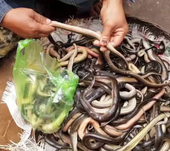 ਪਰ ਦੁਨੀਆ ਦੇ ਹੋਰ ਦੇਸ਼ਾਂ ਵਿੱਚ ਲੋਕ ਪ੍ਰੋਟੀਨ ਲਈ ਸੱਪ ਦਾ ਸੇਵਨ ਕਰ ਰਹੇ ਹਨ। ਅਤੇ ਜੇਕਰ ਅਸੀਂ ਪਿਛਲੇ ਕੁਝ ਸਾਲਾਂ ਵਿੱਚ ਇਸ ਨੂੰ ਵੇਖੀਏ ਤਾਂ ਇਸਦੀ ਮੰਗ ਬਹੁਤ ਵੱਧ ਗਈ ਹੈ।