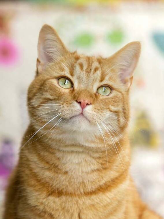 बिल्ली पाल रहे हैं तो इन बातों का जरूर रखें ध्यान