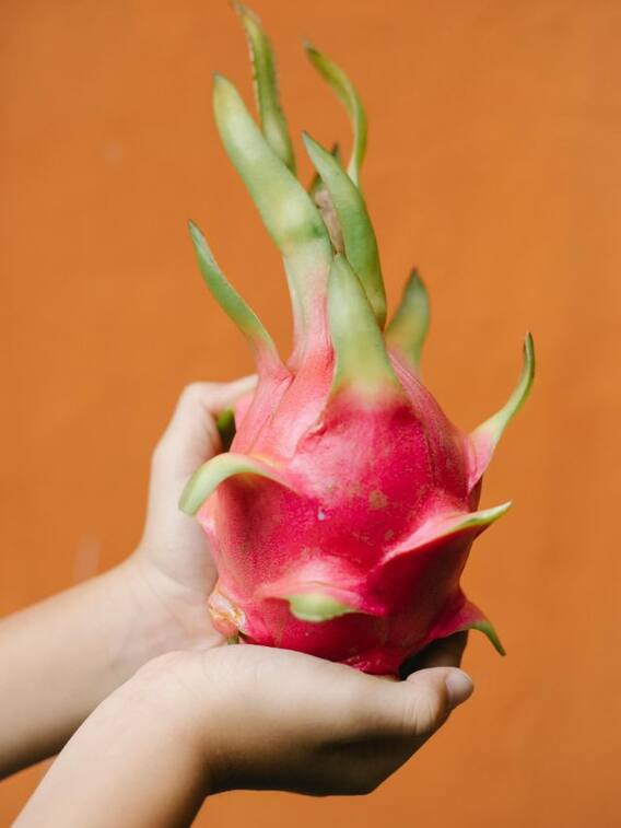 ड्रैगनफ्रूट की खेती आसानी से कैसे करें