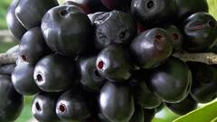 Health : वजन कमी करण्यासाठी जांभूळ म्हणजे एक वरदानच! अशा पद्धतीने करा सेवन