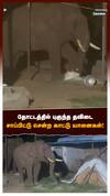 தோட்டத்தில் புகுந்த  தவிடை சாப்பிட்டு சென்ற காட்டு யானைகள்!