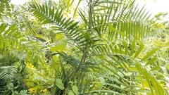 Cane Plant in Mulugu Forest | తెలంగాణకు తలమానికంగా అరుదైన వృక్ష జాతి కేన్ మొక్క | ABP Desam