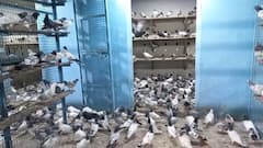 अलीगढ़: कारोबारी को कबूतर पालने का शौक, अब विदेशों तक कबूतरों ने दिलाई पहचान