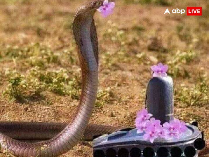 नाग पंचमी के दिन पितृ दोष से बचने के लिए करें ये उपाय. इस दिन पितृ की पूजा की जाती है. इस दिन भगवान भोलेनाथ की आराधना करें और महामृत्युंजय का जाप करें.